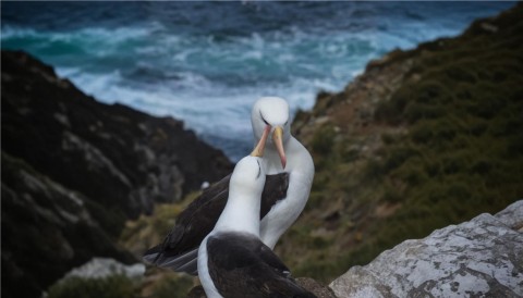 Albatros: una storia d'amore